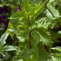Curly Mint